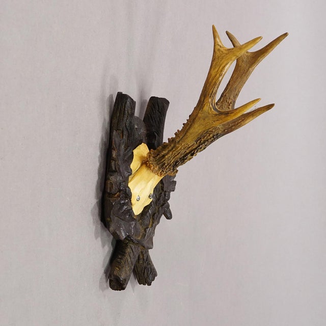 Antique Red Deer Trophy on Carved Plaque, Black Forest, Germany 1900 Item e8315 A great antique 6 ponter red deer (Cervus...