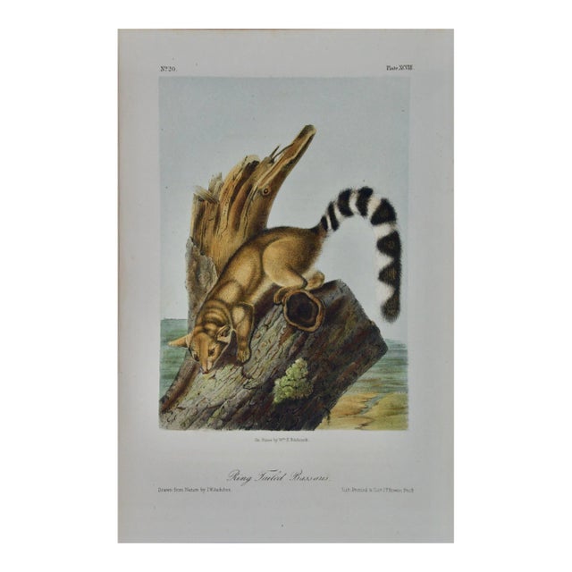 Audubon Ring-Tailed Bassaris: An Original Audubon Hand-Colored Lithograph, 1849-1854 For Sale