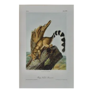Audubon Ring-Tailed Bassaris: An Original Audubon Hand-Colored Lithograph, 1849-1854