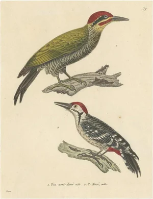 C.J. Temminck, Illustration of a Male Golden-Green & a Male Fulvous-Breasted Woodpecker, 1838, Print