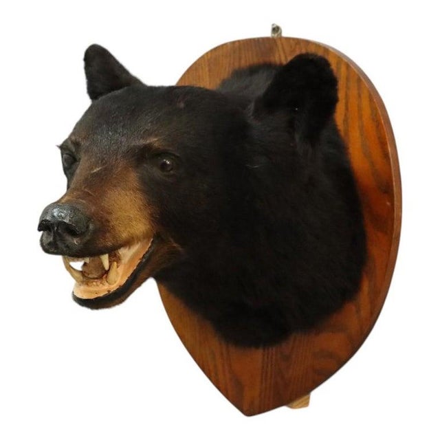 Vintage Black Bear Taxidermy Head Mount C1950 For Sale - Image 4 of 8