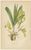 The Orchids, 1904, Paper, Set of 4 For Sale - Image 4 of 6