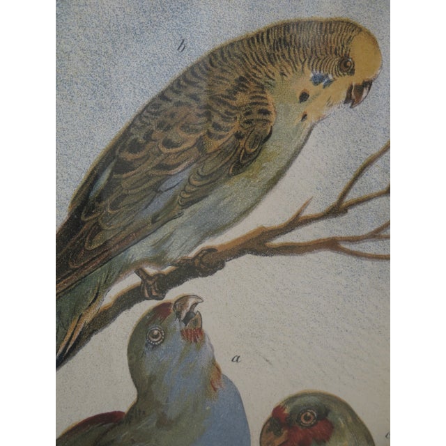 Traditional 1990s Vintage Professionally Framed Bird Art For Sale - Image 3 of 9
