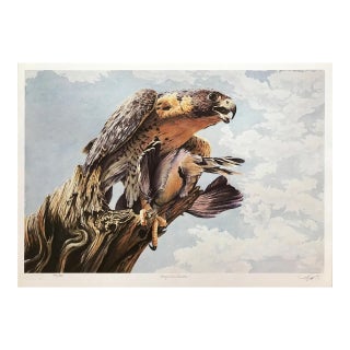 1990s Robert Pow Peregrine Falcon Print For Sale