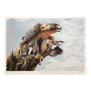 1990s Robert Pow Peregrine Falcon Print