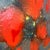 Nice painting 36x36x1 1/2 in. abstract Mid century modern,multi directional