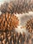 Wood 1960s Rustic Chalet Decor - Huge Pine Cones in Twig Basket For Sale - Image 7 of 8