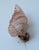 Glass Set of 2 Wall Light Pink Colour Murano Glass Leave by Barovier E Toso, 1950s For Sale - Image 7 of 14