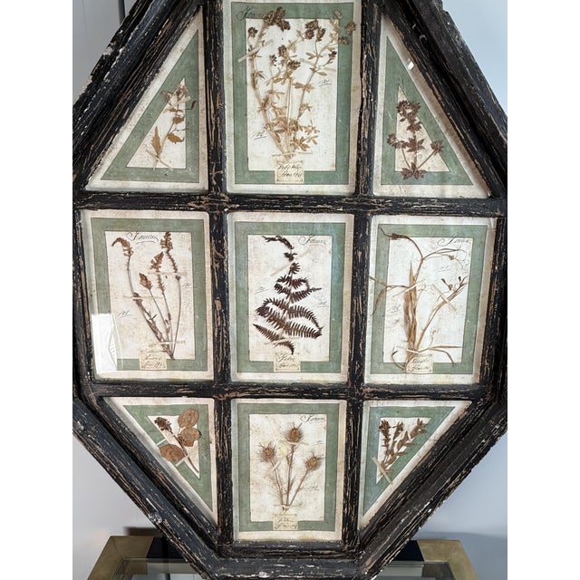 Black Vintage Herbarium, Florence, 1941 For Sale - Image 8 of 10