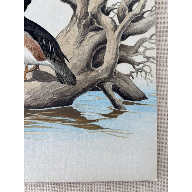 Vintage Ornithological Water Bird Watercolor Painting Naturalist Walter J Breckenridge For Sale In San Diego - Image 6 of 8