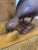 Vintage Mid 20th Century Carved Folk Art Bird For Sale - Image 4 of 5