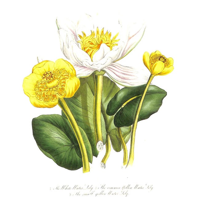 Paper "British Wild Flowers" 1846 Mrs. Loudon For Sale - Image 7 of 12