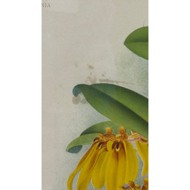 1890s Gilt & Slub Linen Framed Lindenia Orchid Print Curated by Turtle and Crane - Palm Beach Regency Maximalist For Sale - Image 14 of 16