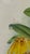 1890s Lindenia Orchid Chromolithograph, Gilt Frame For Sale - Image 14 of 16