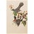 1960s 1966 Vintage Farmhouse Cottage Print "Catbird" After John James Audubon For Sale - Image 5 of 8