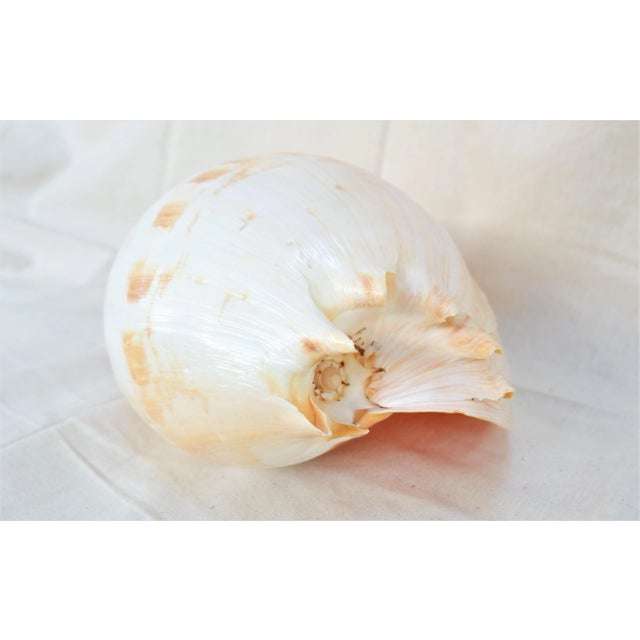 Nautical Large Specimen Melo Amphora Shell For Sale - Image 3 of 6