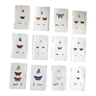 Antique 19th Century Hand Colored Butterfly Lithographs - Set of 12 For Sale