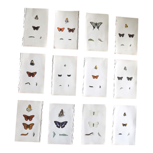 Antique 19th Century Hand Colored Butterfly Lithographs - Set of 12