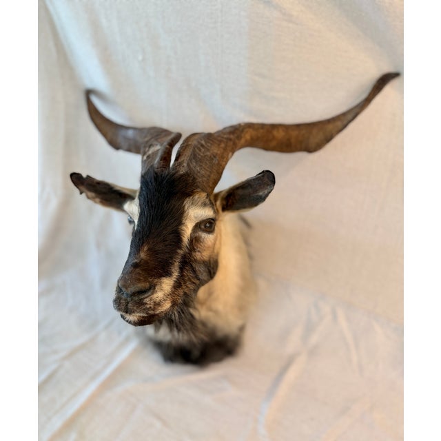 Black Catalina Goat Taxidermy Shoulder Mount For Sale - Image 4 of 9