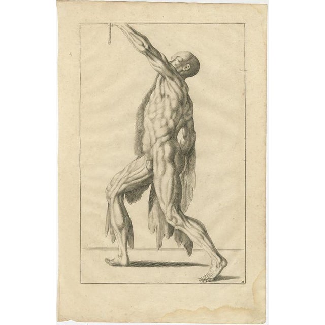 18th Century Anatomical Male Figure Reaching Upward German Engraving c1745 This striking 18th-century anatomical engraving...
