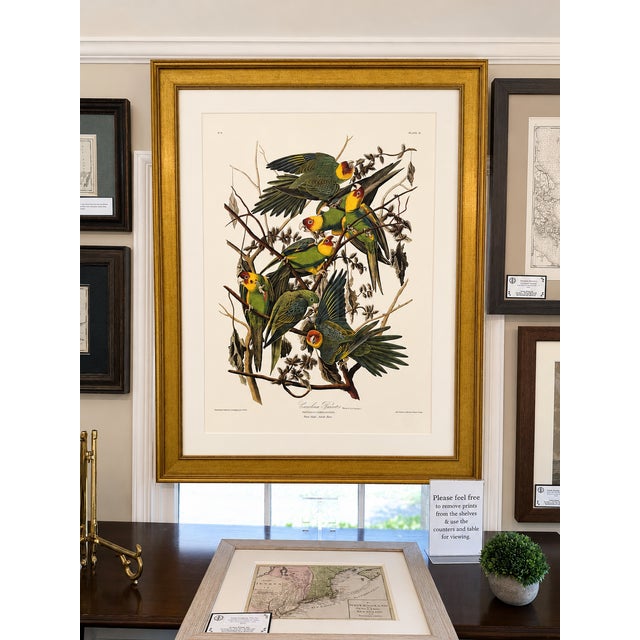 John James Audubon Carolina Parrots – Princeton Audubon Limited Edition After John James Audubon – Large Framed Print For Sale - Image 4 of 6