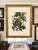 John James Audubon Carolina Parrots – Princeton Audubon Limited Edition After John James Audubon – Large Framed Print For Sale - Image 4 of 6