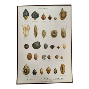 Vintage Botanical Danish Seed Catalog Lithograph Poster No. 5, New Old Stock