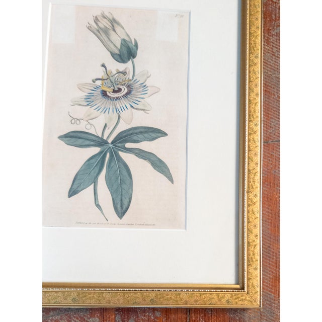 18th Century Hand Colored Passionflower Engraving From Curtis Botanic Magazine For Sale In New York - Image 6 of 11