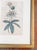 18th Century Hand Colored Passionflower Engraving From Curtis Botanic Magazine For Sale In New York - Image 6 of 11