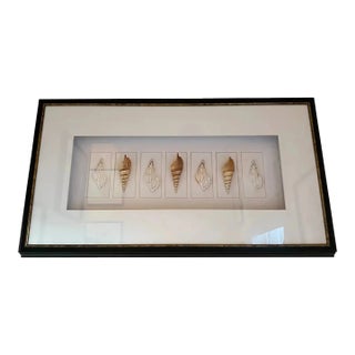 Large Black Framed Shell Shadow Box Picture From Barclay Butera For Sale