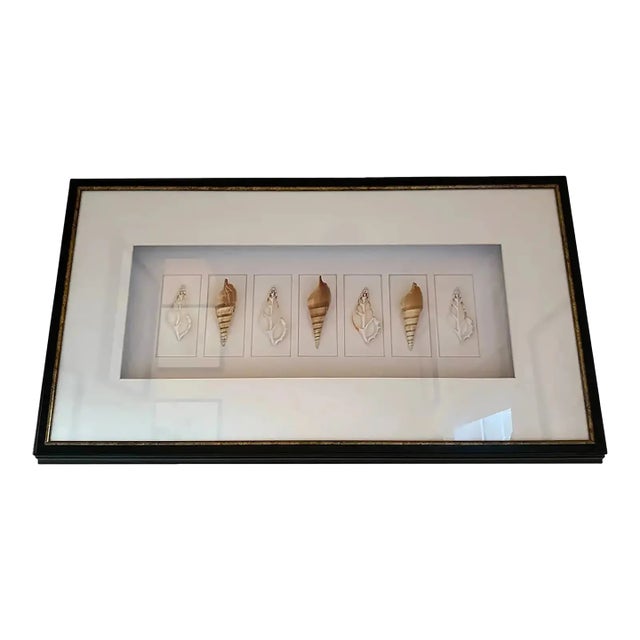 Large Black Framed Shell Shadow Box Picture From Barclay Butera For Sale