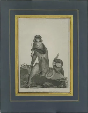 Miger, Illustration of the White-Nosed Monkey, 1808, Print