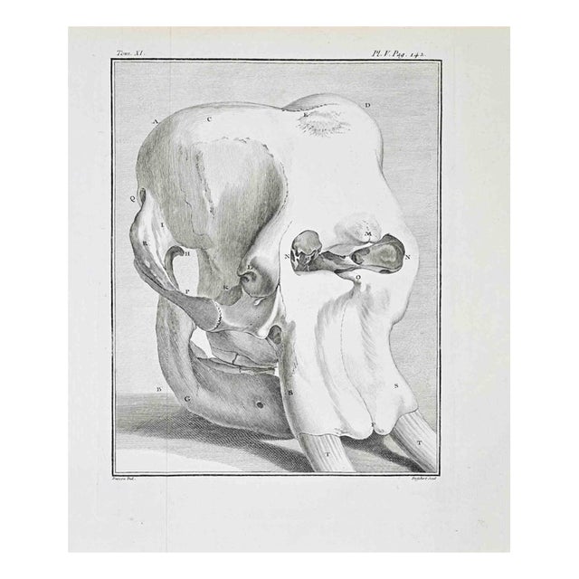 Antoine Defehrt, Pelvic Structure and Proximal Femur, Etching, 1771 For Sale