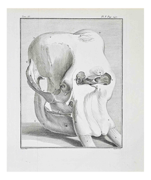 Antoine Defehrt, Pelvic Structure and Proximal Femur, Etching, 1771
