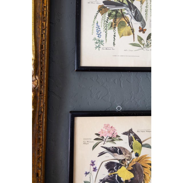 Pair of Framed Bird and Botanical Prints by Arthur Singer Mockingbird and Goldfinch For Sale - Image 12 of 16