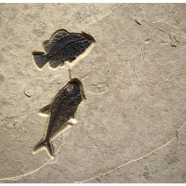 Fossil Fish Triptych 8006abc For Sale In Salt Lake City - Image 6 of 8