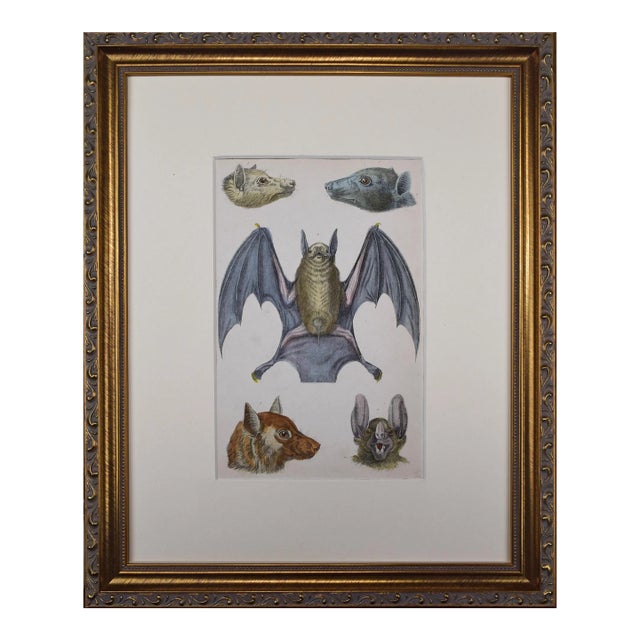 19th Century Antique Hand Colored Bat Engraving by Goldsmith For Sale