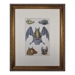 19th Century Antique Hand Colored Bat Engraving by Goldsmith