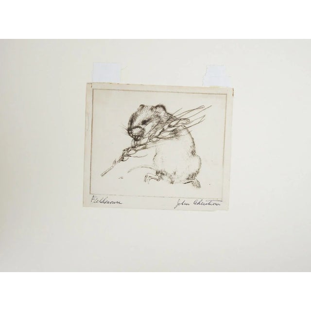 Mid 20th century sepia etching on paper of a field mouse by John Andrew Cederstrom (1929 - 1992) Pennsylvania. Signed and...