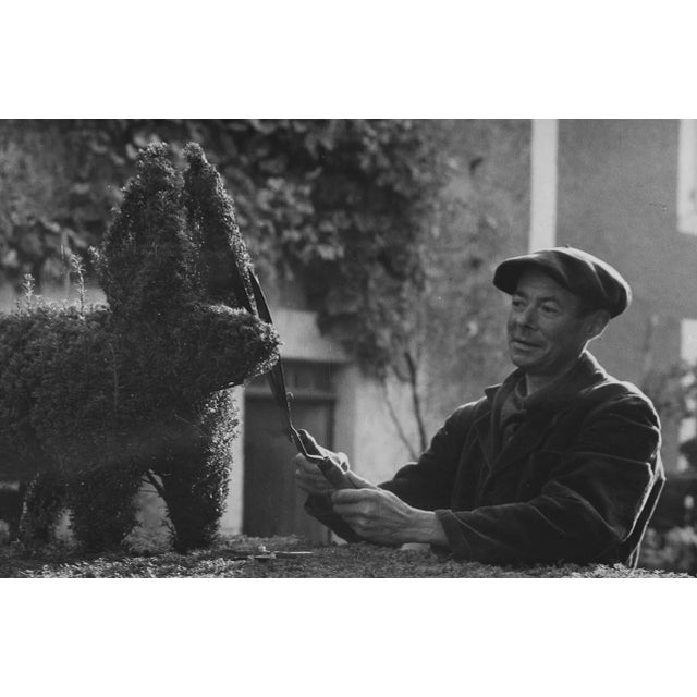 Robert DOISNEAU (1912–1994) "The Boxwood Cutter," close-up Vintage gelatin silver print Stamp: Robert GIRAUD Collection...