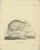 D.R. Nitschmann & J. Nußbiegel, Rodent, 1800, Paper For Sale - Image 6 of 10