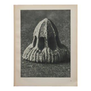 Original Karl Blossfeldt Photogravure Botanical Print For Sale