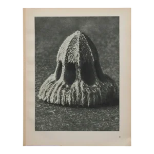 Original Karl Blossfeldt Photogravure Botanical Print