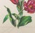 Salvador Dali "Tulip (Lips)" Etching, 1972 For Sale In New York - Image 6 of 12