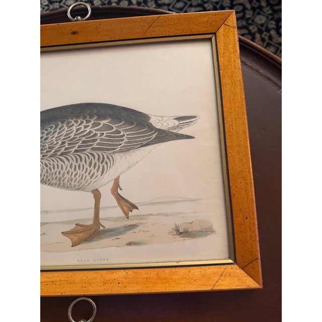 Mid 19th Century Antique Beverly Morris Original Bean Goose & Grey Lag Goose Framed Prints c.1855 - Set of 2 For Sale - Image 5 of 15