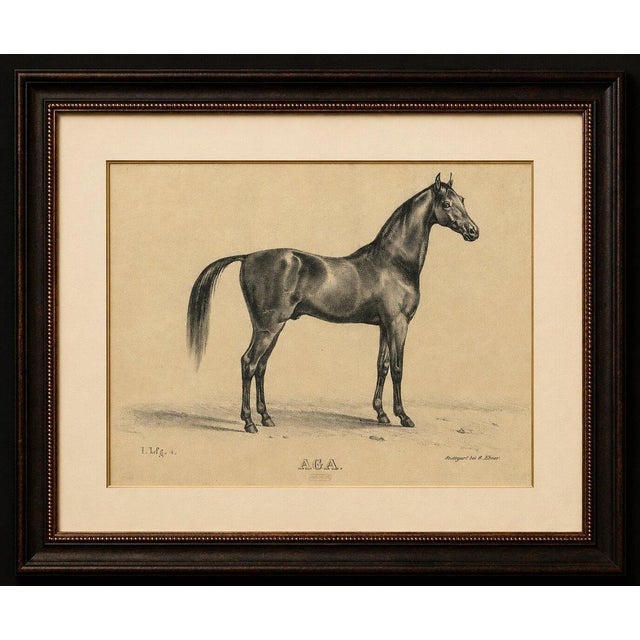Title: antique arabian horse lithograph “aga” by august jäger, 1846 : an elegant and highly refined antique lithograph...