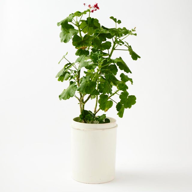 - We love the versatility of antique ironstone. These everyday forms in sturdy white ceramic are a brilliant marriage of...