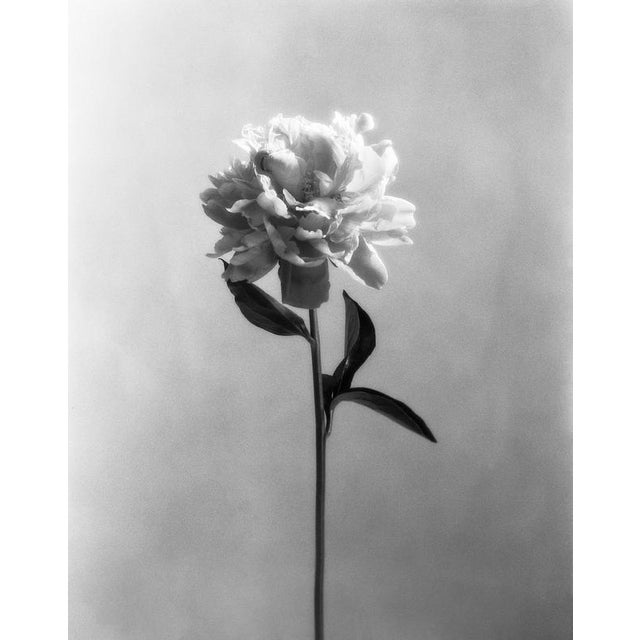 Early 21st Century Ugne Pouwell, Peony No.4, 2022, Photography For Sale - Image 5 of 5