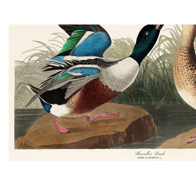 Black John James Audubon Shoveller Duck From Birds of America, Vintage Art Print Reproduction, 32" X 24" For Sale - Image 8 of 9