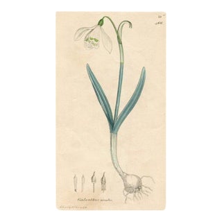 1840s, Snowdrop Botanical Print by James Sowerby, Original Antique Botanical Engraving, England For Sale